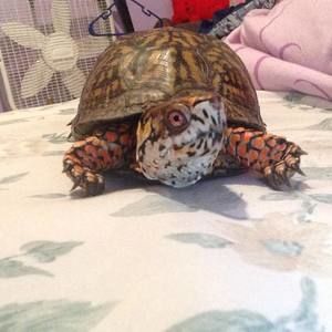 Meet your Posher, Frank